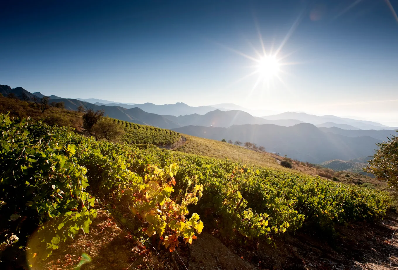 Bodegas Calvente