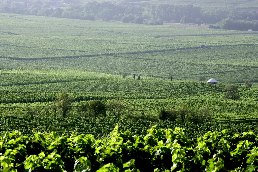 Weingut Wittman